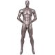 Athletic Male Mannequin- Brady5