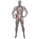 Athletic Male Mannequin- Brady7